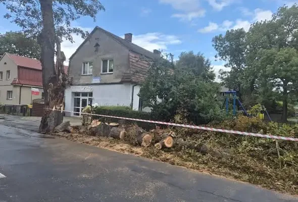 Powalone drzewo w Wolinie — interwencja OSP