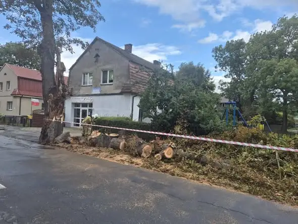 Powalone drzewo w Wolinie — interwencja OSP